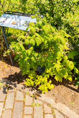 Red raspberry or Rubus Idaeus autumn bliss plant in Zurich in Switzerland