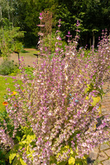 Clary sage or Salvia Sclarea plant in Zurich in Switzerland