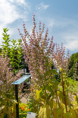 Clary sage or Salvia Sclarea plant in Zurich in Switzerland