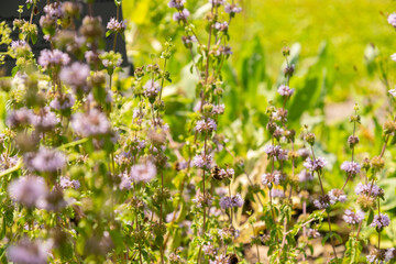 Pennyroyal or Mentha Pulegium plant in Zurich in Switzerland