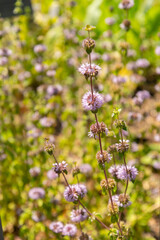 Pennyroyal or Mentha Pulegium plant in Zurich in Switzerland