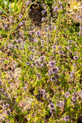 Pennyroyal or Mentha Pulegium plant in Zurich in Switzerland