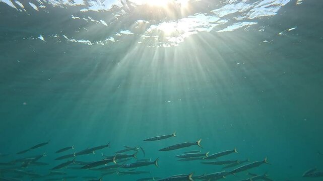 A medium shot of a school of barracudas swimming above seagrass, with sun rays piercing through the water. Check my portfolio for other barracuda footage.