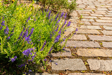 Baikal skullcap or Scutellaria Baicalensis plant in Zurich in Switzerland