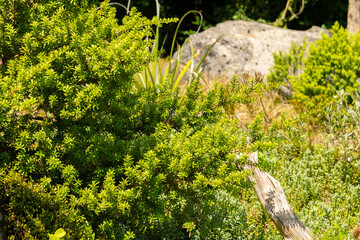 Errinundra plum pine or Podocarpus Lawrencei plant in Zurich in Switzerland