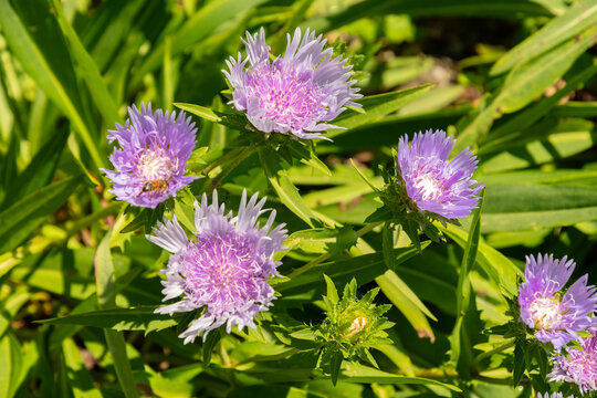 Stokes aster or Stokesia Laevis plant in Zurich in Switzerland