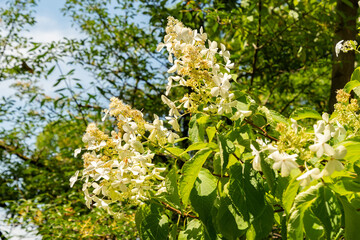 Panicled hydrangea or Hydrangea Paniculata plant in Zurich in Switzerland