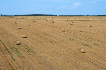 Obraz premium Golden hay bales in harvested straw field. Straw bales are the beautiful scenery. Make hay. Selective focus.