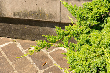 Evergreen conifer or Juniperus Procumbens plant in Zurich in Switzerland