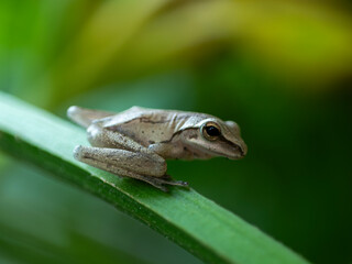Natural photo of a frog sitting on a leaf on the edge of a lake