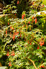 Fuchsia begonia or Begonia Fuchsioides plant in Zurich in Switzerland