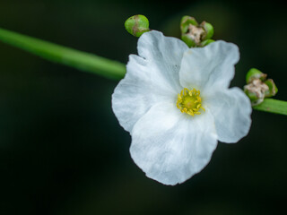 Photo of beautiful white flowers, flowers that live around the lake