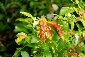 Mexican shrimp plant or Justicia Brandegeeana plant in Zurich in Switzerland