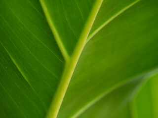 Photo of a leaf with a distinctive, detailed, curved leaf texture