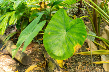 Colocasia Esculenta plant in Zurich in Switzerland
