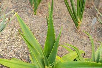 Aloe Secundiflora plant in Zurich in Switzerland