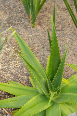 Aloe Secundiflora plant in Zurich in Switzerland