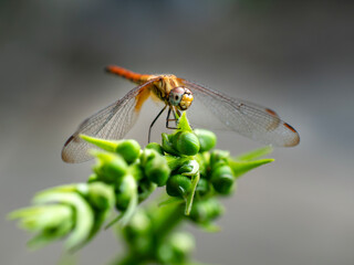 Photo of a dragonfly resting on a green leaf