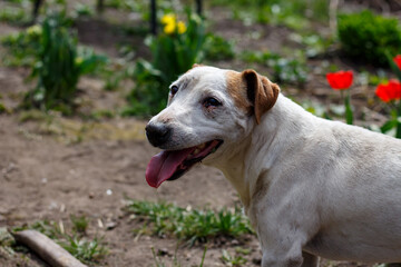 Portrait of a Jack Russell Terrier in the yard of a house.