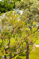 One sided bottlebrush or Calothamnus Quadrifidus plant in Zurich in Switzerland