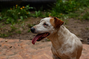 Portrait of a Jack Russell Terrier in the yard of a house.