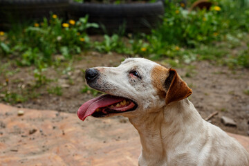 Portrait of a Jack Russell Terrier in the yard of a house.