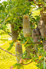 Saw banksia or Banksia Serrata plant in Zurich in Switzerland