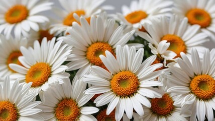 Obraz premium White background with daisy flowers.