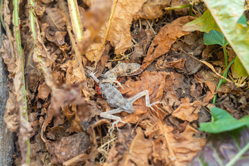 Scavenger insects such as flies and red bugs - firefighters have gathered and are eating the decomposing corpse of a dead lizard with its mouth open, lying on dry fallen leaves