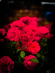 red roses in a garden