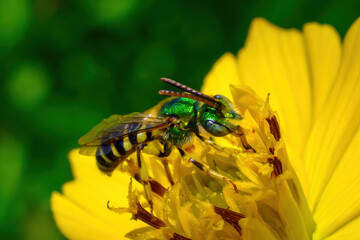 The genus Agapostemon is a common group of Western hemisphere sweat bees of generally green or blue appearance (head and thorax always, sometimes also the abdomen in some females). 