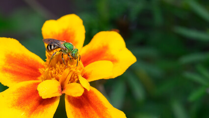The genus Agapostemon is a common group of Western hemisphere sweat bees of generally green or blue...