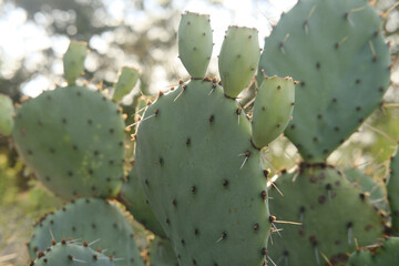 Natural prickly pear cactus growing fruit closeup on plant during summer in Texas nature.