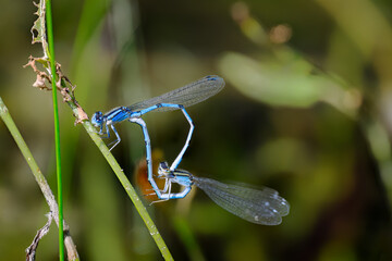 A pair of Common blue damselfly mating along the shoreline at Otsiningo Park Lake in Binghamton NY....