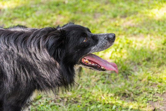 Close-up portrait black dog with a tongue hanging out of his mouth. Thirst pet and heat summer concept