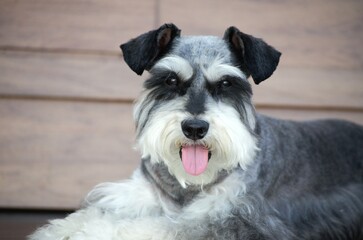 Schnauzer dog