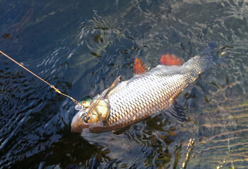 European chub (Squalius cephalus) caught in the river on the crankbait wobbler. Trophy of the...