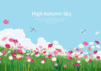 코스모스가 피어 있는 가을 언덕과 화창한 가을 하늘에 날아다니는 잠자리 © 하진 박