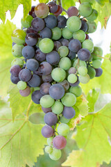 bunch of grapes