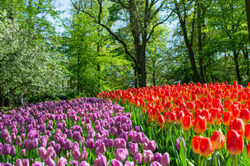 field of purple and red/orange tulips