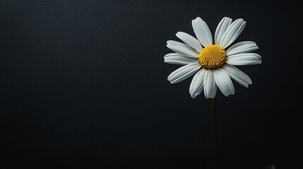 Obraz premium A dark charcoal backdrop featuring a bright white daisy, its pure petals soft against the harsh background