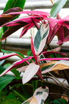 Stromanthe sanguinea, stromanthe triostar
