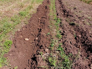 Rows of potatoes are plowed in the field during harvest. The topic of digging potatoes and growing vegetables.