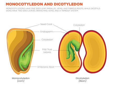 Monocotyledon vs. Dicotyledon Key Differences in Seed Leaves, Veins, and Root Systems