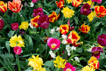 field of flowers and tulips