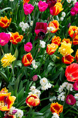 Field of colorful tulips and flowers