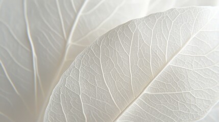 Obraz premium White leaves on a background, close-up, white color, soft light, pastel aesthetic, high resolution, hyperrealistic