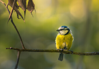 blue tit bird on a branch