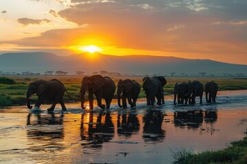 Fototapeta premium Elephants Walking Across River at Sunset in African Safari Landscape