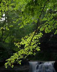 Hanging branch with bright green leaves on a rainy day. Dark background. Waterfall. Vertical. Green. Tranquil. 